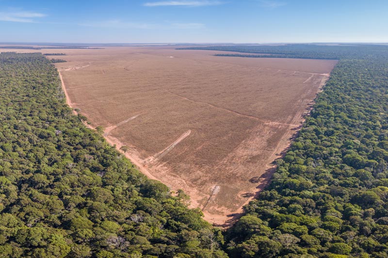 La conservation de forêts